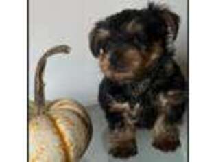 Yorkshire Terrier Puppy for sale in Aumsville, OR, USA