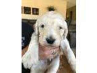 Labradoodle Puppy for sale in Pendleton, KY, USA