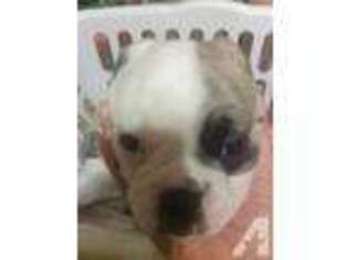 Bulldog Puppy for sale in ELGIN, TX, USA