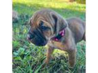 Cane Corso Puppy for sale in Springfield, MO, USA