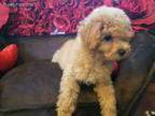 Mutt Puppy for sale in Stillwater, MN, USA