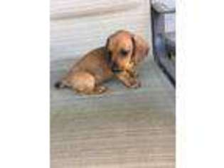 Dachshund Puppy for sale in Livermore, CA, USA