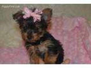 Yorkshire Terrier Puppy for sale in Warrensburg, MO, USA