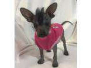 Chinese Crested Puppy for sale in Columbus, OH, USA