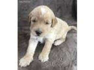 Goldendoodle Puppy for sale in Marion, IN, USA
