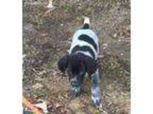 German Shorthaired Pointer Puppy for sale in Koshkonong, MO, USA