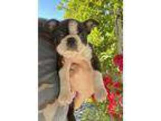 Boston Terrier Puppy for sale in Vista, CA, USA