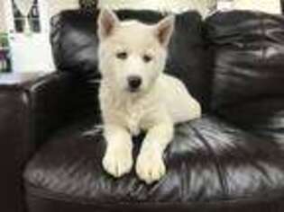 Siberian Husky Puppy for sale in Brookville, OH, USA