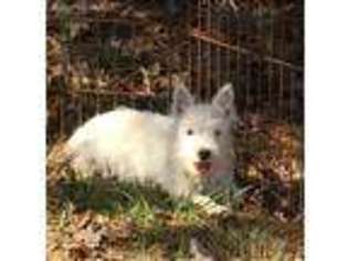 West Highland White Terrier Puppy for sale in Ararat, NC, USA
