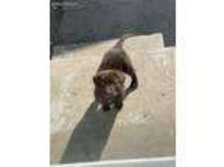 Labrador Retriever Puppy for sale in Port Hueneme, CA, USA