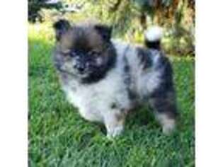Pomeranian Puppy for sale in Port Byron, NY, USA