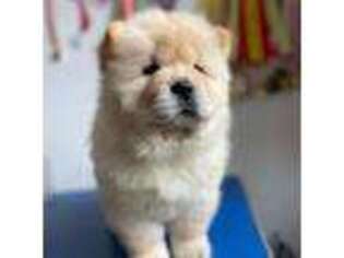 Chow Chow Puppy for sale in Garden Grove, CA, USA