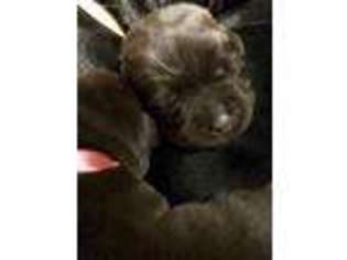 Labrador Retriever Puppy for sale in Stanwood, WA, USA
