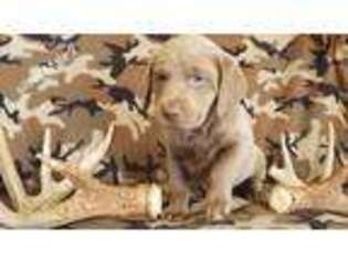 Labrador Retriever Puppy for sale in Griffith, IN, USA