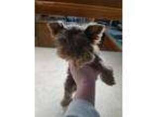 Yorkshire Terrier Puppy for sale in Edwardsville, IL, USA