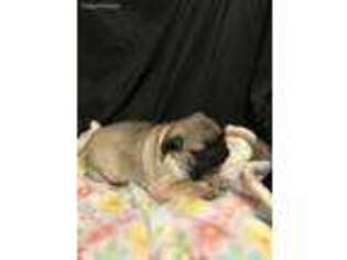 Pug Puppy for sale in Stratford, OK, USA