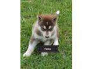 Alaskan Malamute Puppy for sale in Huson, MT, USA
