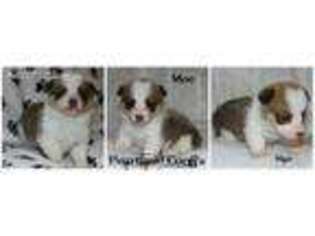 Pembroke Welsh Corgi Puppy for sale in Nebraska City, NE, USA