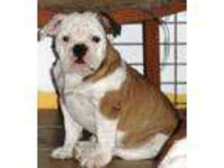 Bulldog Puppy for sale in LITCHFIELD, MI, USA