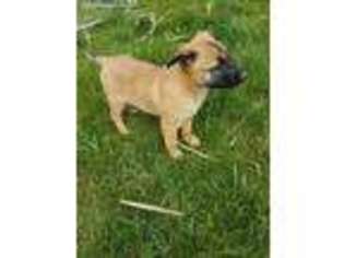 Belgian Malinois Puppy for sale in Bellefontaine, OH, USA