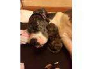 Great Dane Puppy for sale in Knightstown, IN, USA