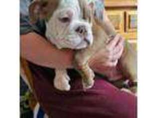 Bulldog Puppy for sale in Shamokin, PA, USA
