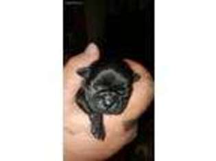 Pug Puppy for sale in Bishop, GA, USA