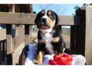 Greater Swiss Mountain Dog Puppy for sale in Little Rock, AR, USA