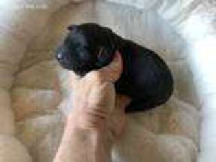 Labrador Retriever Puppy for sale in Austin, TX, USA