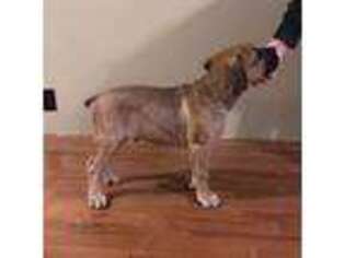 Cane Corso Puppy for sale in Ashville, AL, USA