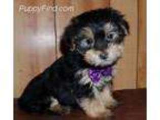 Mutt Puppy for sale in Great Barrington, MA, USA