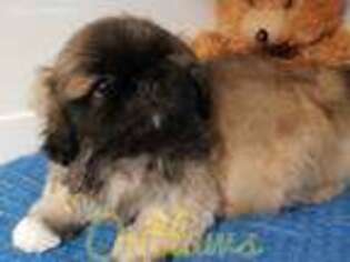 Pekingese Puppy for sale in Edgewood, NM, USA