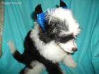 Chinese Crested Puppy for sale in Sheffield Lake, OH, USA