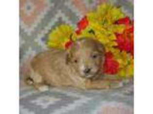Mutt Puppy for sale in Sunman, IN, USA