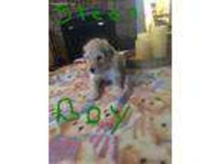 Mutt Puppy for sale in Irvine, KY, USA