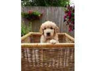Golden Retriever Puppy for sale in Cottage Grove, OR, USA