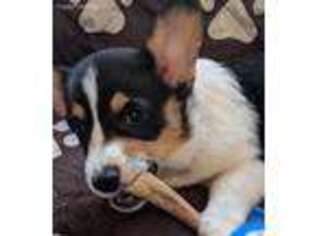 Pembroke Welsh Corgi Puppy for sale in Williamsburg, IN, USA