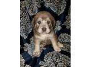Mutt Puppy for sale in Opdyke, IL, USA