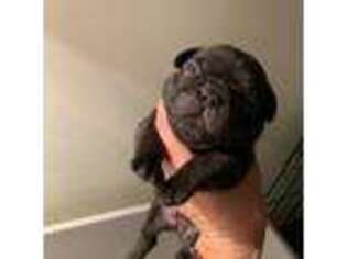 French Bulldog Puppy for sale in Frankfort, KS, USA