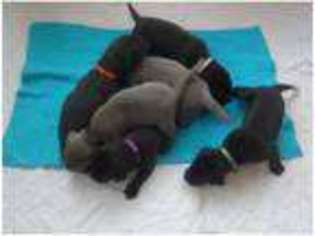 Great Dane Puppy for sale in Crewe, Cheshire (England), United Kingdom