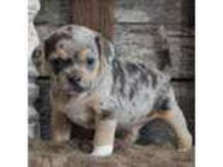 Puggle Puppy for sale in West Plains, MO, USA