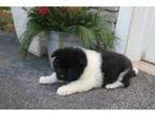 Akita Puppy for sale in Leola, PA, USA