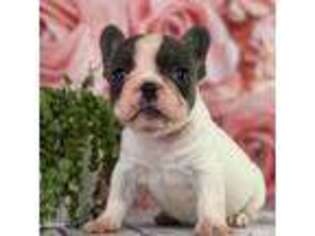 French Bulldog Puppy for sale in Rogersville, TN, USA