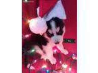 Siberian Husky Puppy for sale in Reading, MI, USA