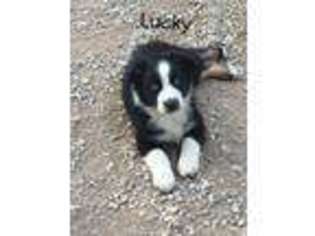 Australian Shepherd Puppy for sale in Granby, MO, USA