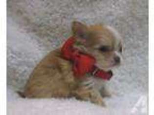 Chihuahua Puppy for sale in BRANDON, MS, USA