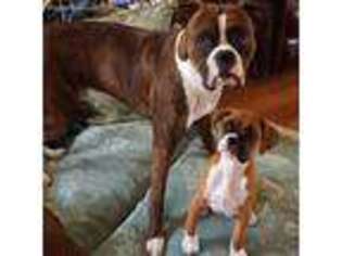 Boxer Puppy for sale in Joshua, TX, USA