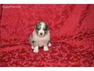 Australian Shepherd Puppy for sale in Knoxville, TN, USA