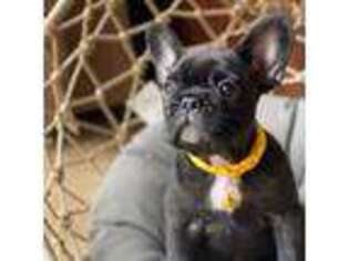 French Bulldog Puppy for sale in King City, CA, USA