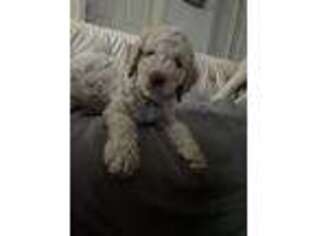 Goldendoodle Puppy for sale in Davis, CA, USA